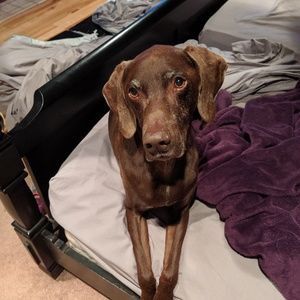 Meet your Posher, Cameron